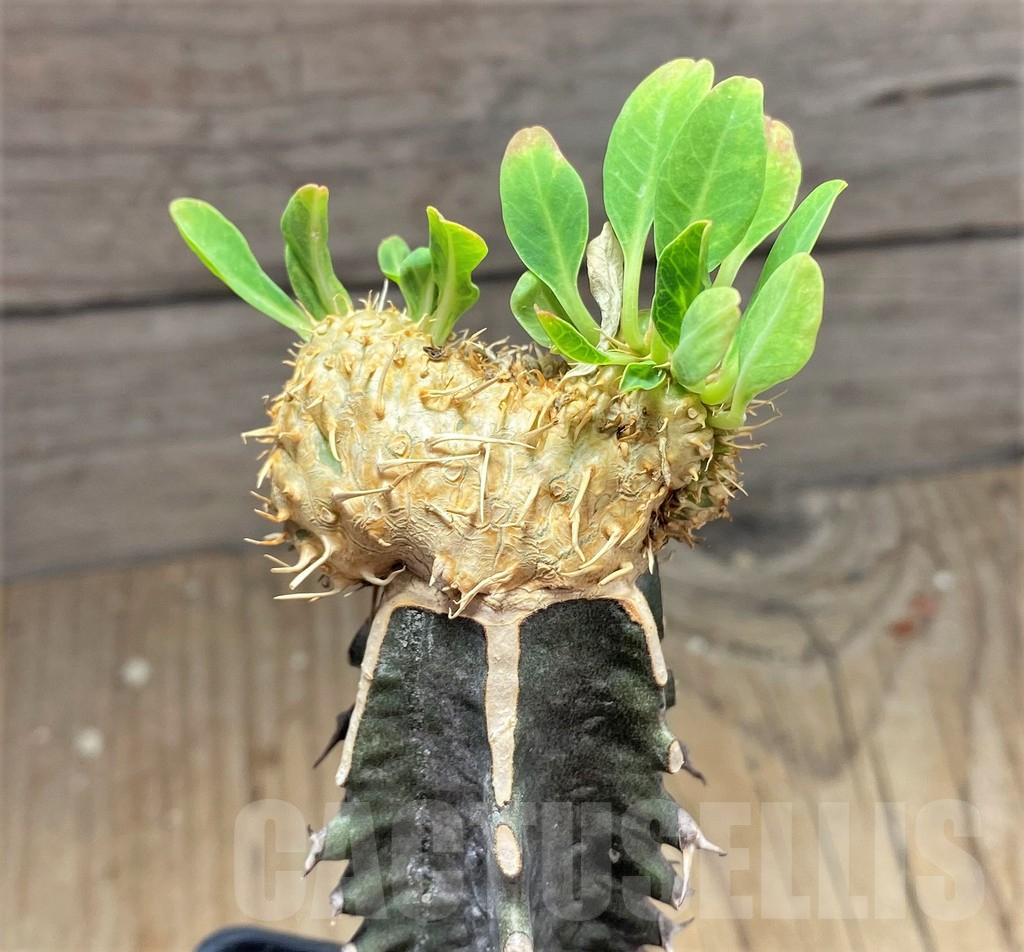 SHPR25143 Euphorbia guillauminiana f. cristata, grafted - Image 2