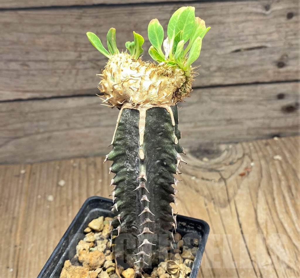 SHPR25143 Euphorbia guillauminiana f. cristata, grafted - Image 3