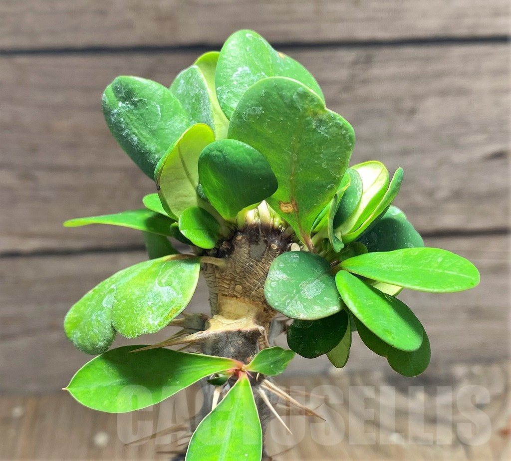 SHPR25145 Euphorbia milii f. cristata, grafted