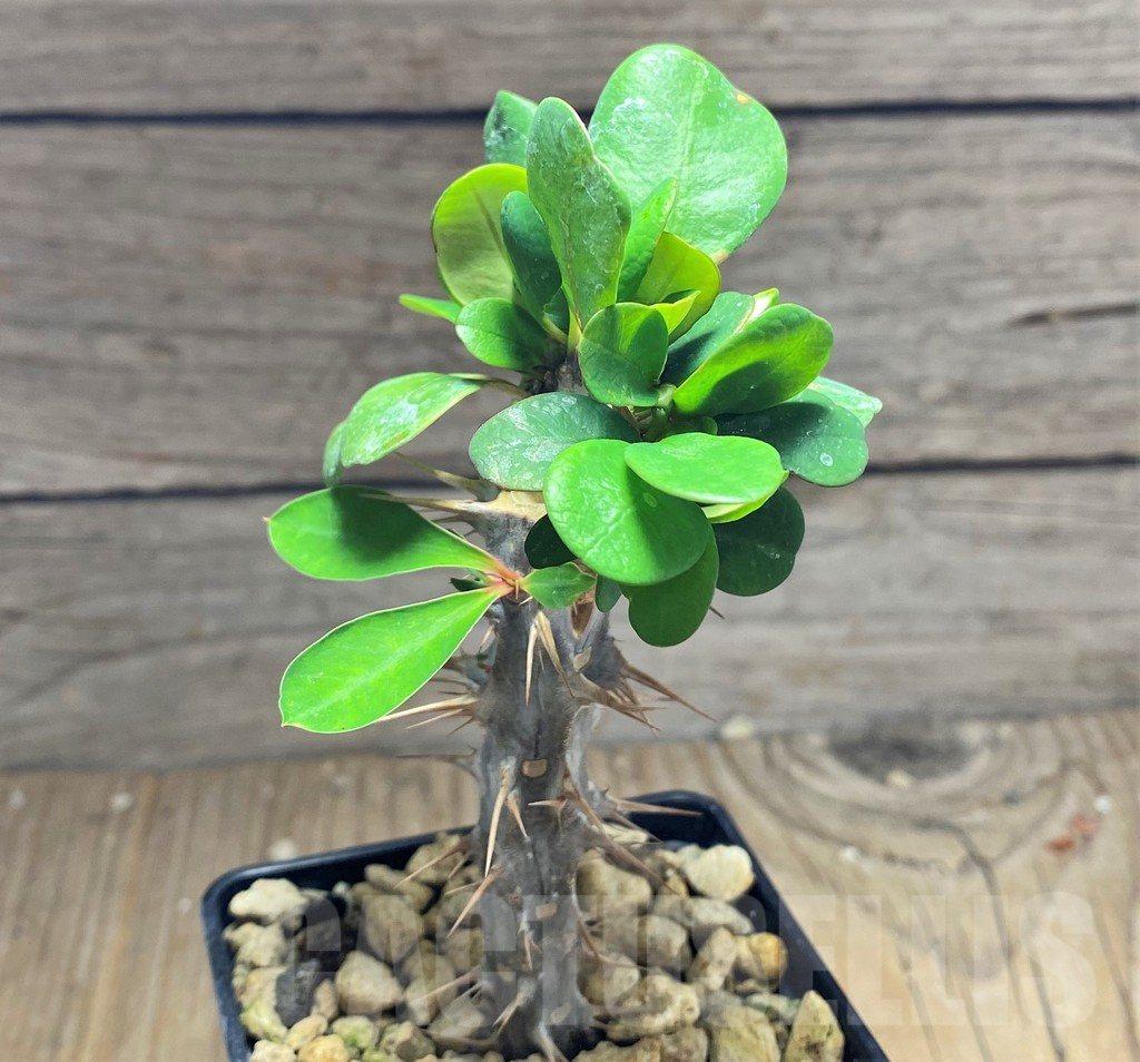 SHPR25145 Euphorbia milii f. cristata, grafted - 画像 (2)