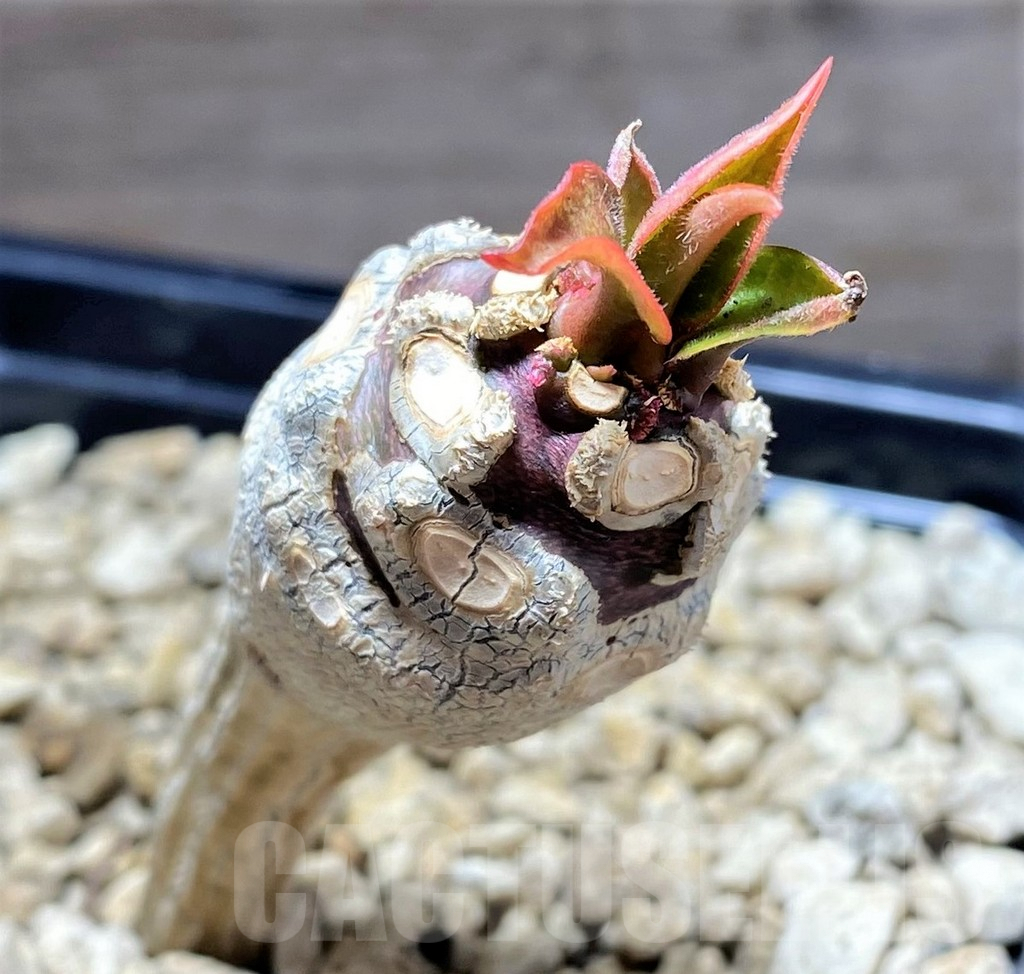 SHPR25146 Euphorbia ankarensis