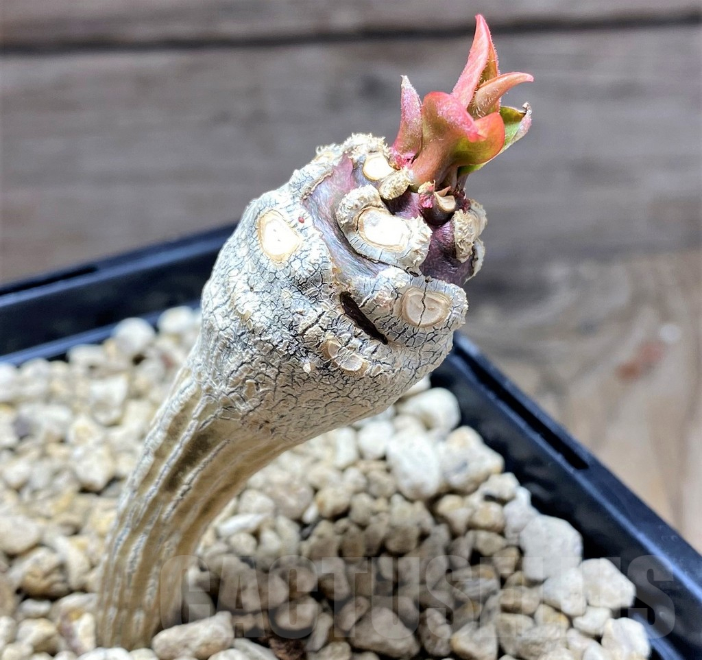 SHPR25146 Euphorbia ankarensis - Obrázek 2