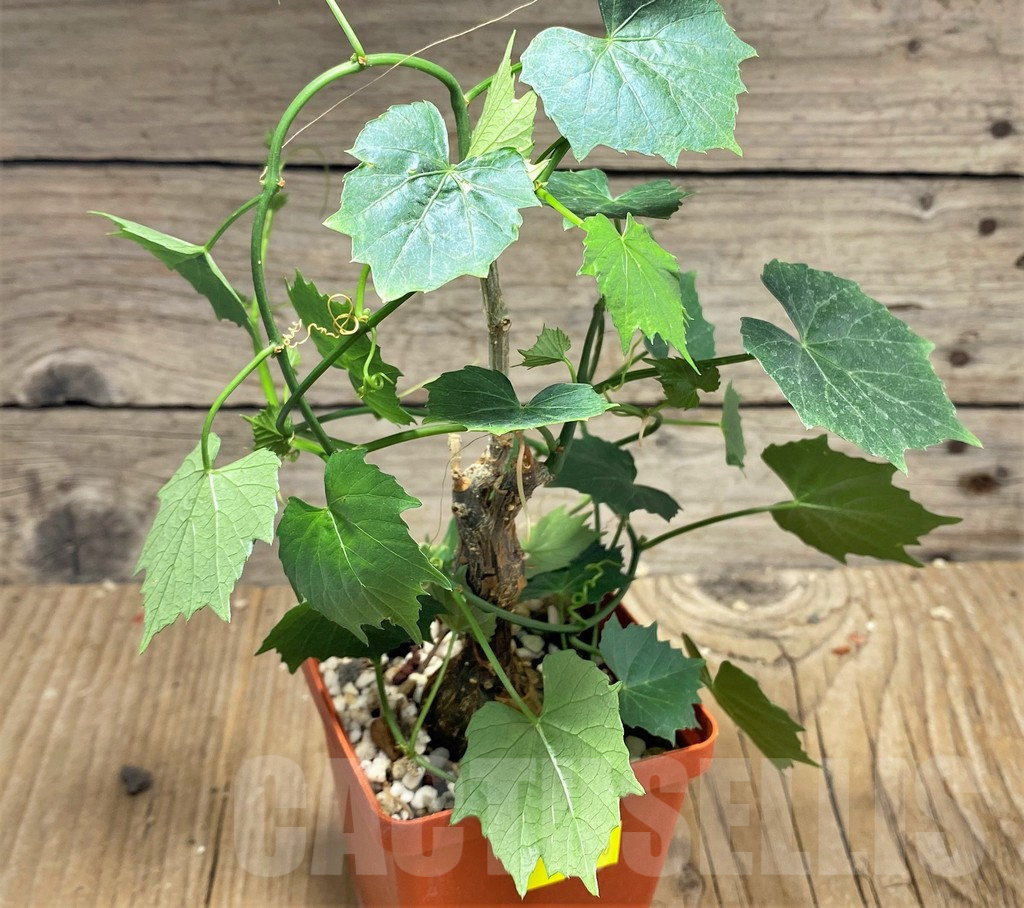 SHPR25150 Kedrostis sp. - immagine 2