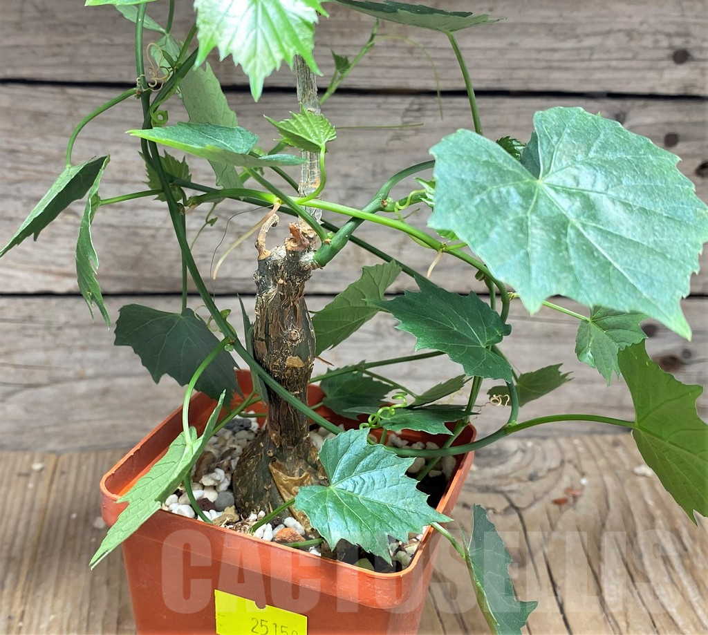 SHPR25150 Kedrostis sp.