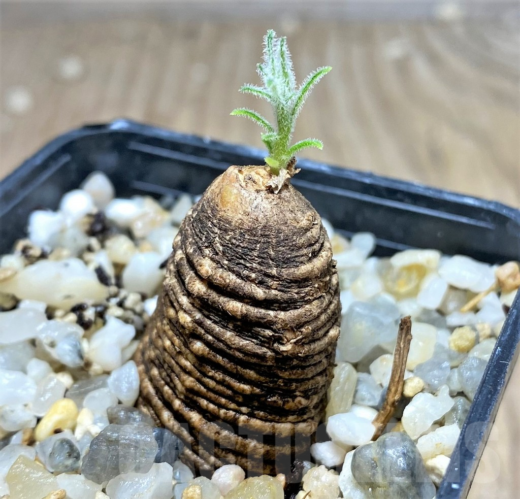 SHPR25153 Trochomeria polymorpha - immagine 2