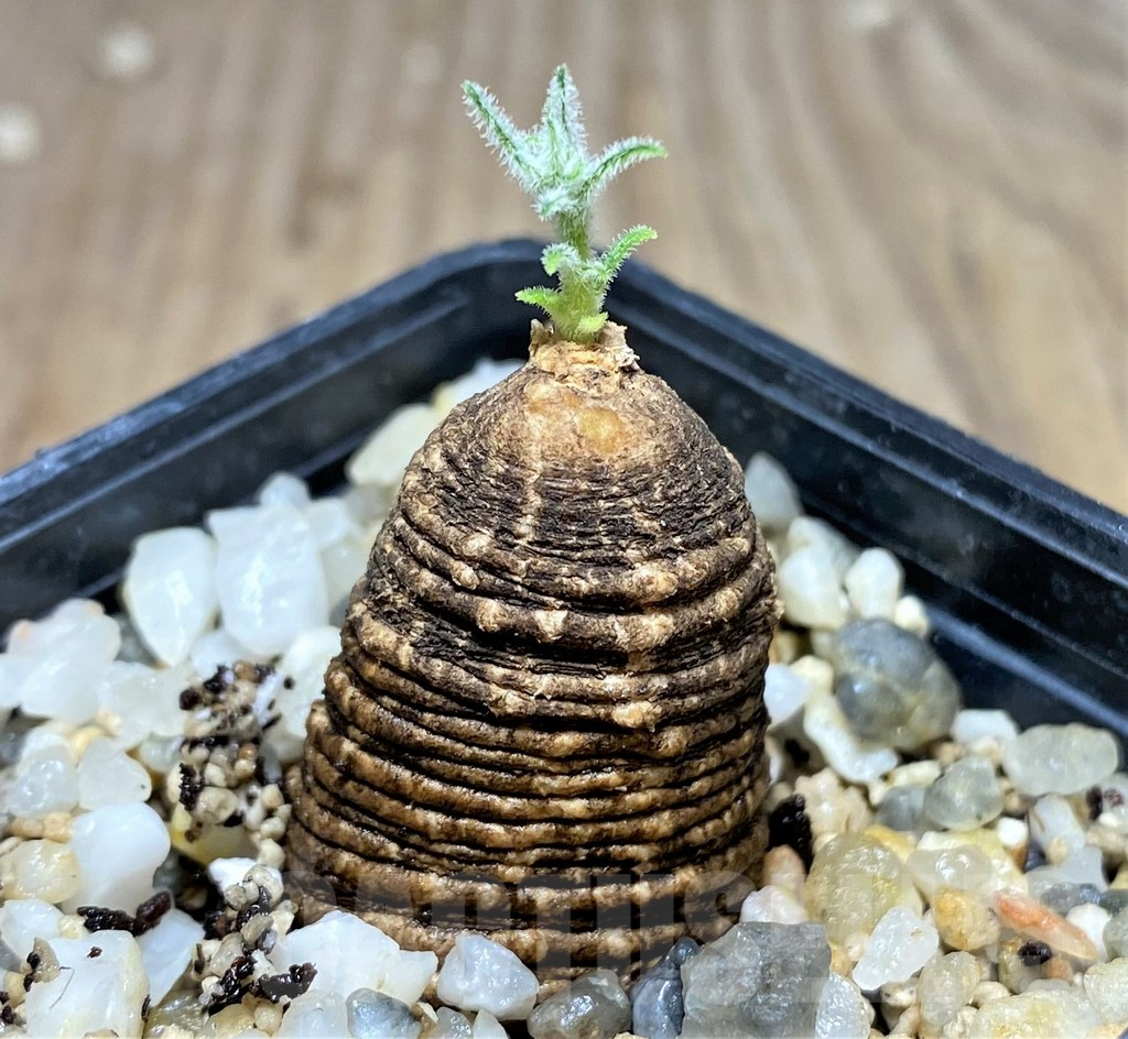 SHPR25153 Trochomeria polymorpha