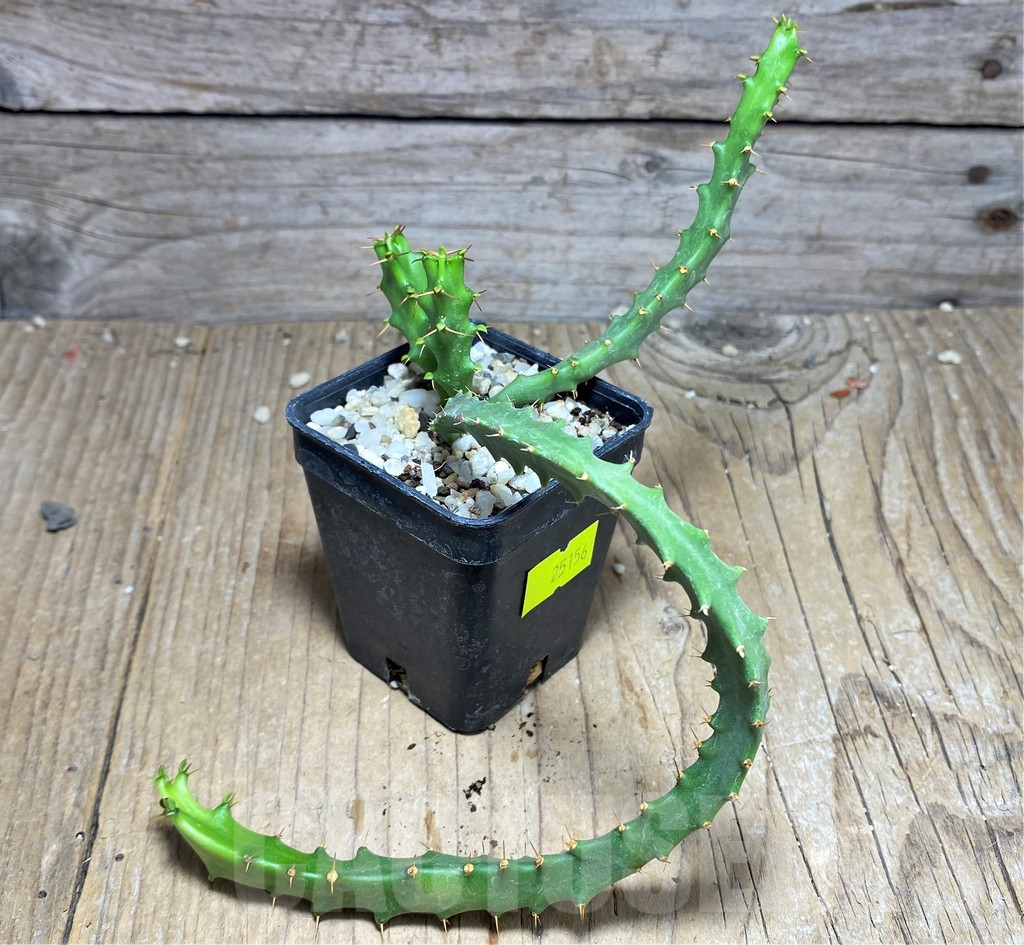 SHPR25156 Euphorbia micracantha - Image 2