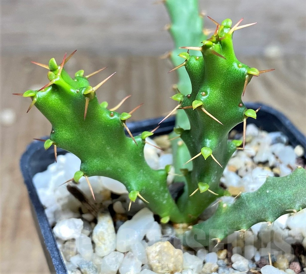 SHPR25156 Euphorbia micracantha