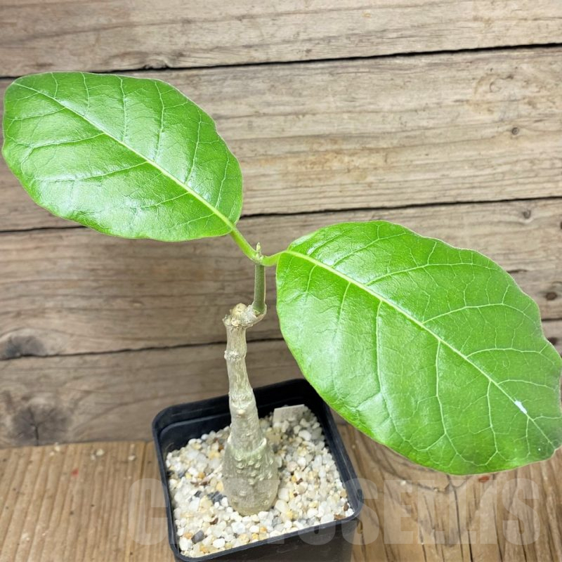 SHPR25159 Fockea multiflora ES 20248