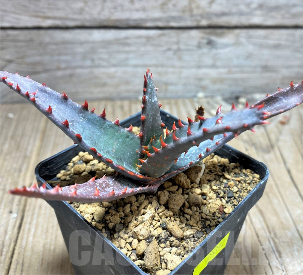 SHPR25192 Aloe capitata v. quartziticola - Image 2