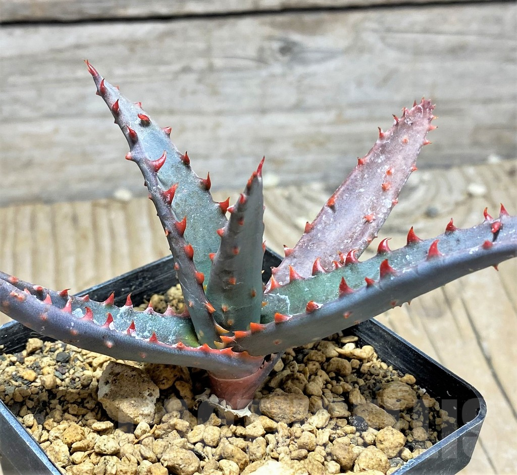 SHPR25192 Aloe capitata v. quartziticola