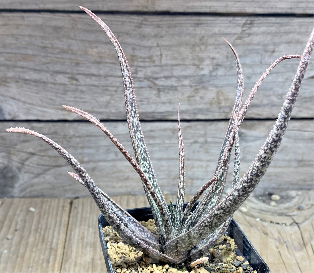 SHPR25193 Aloe albiflora - Obrázek 2