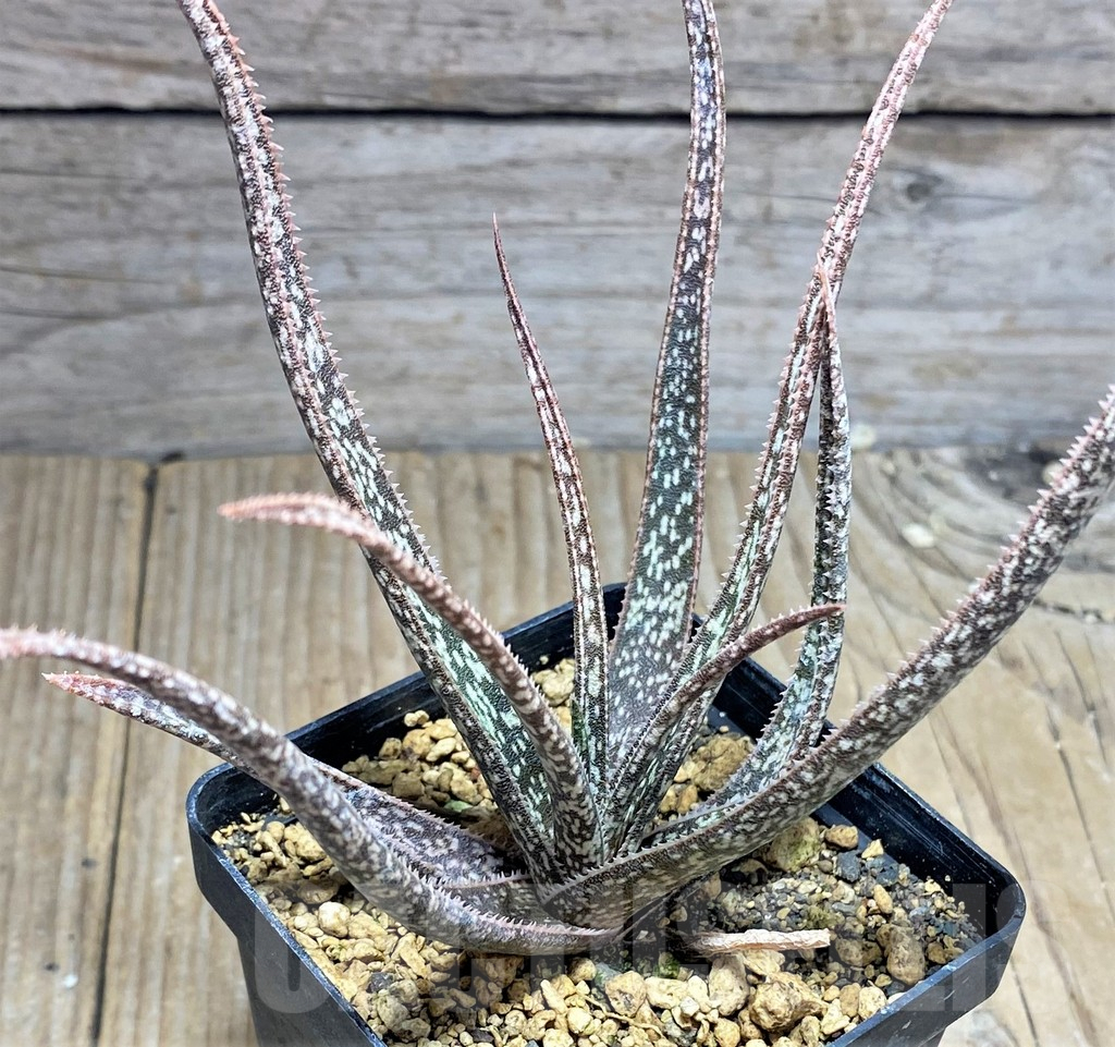 SHPR25193 Aloe albiflora