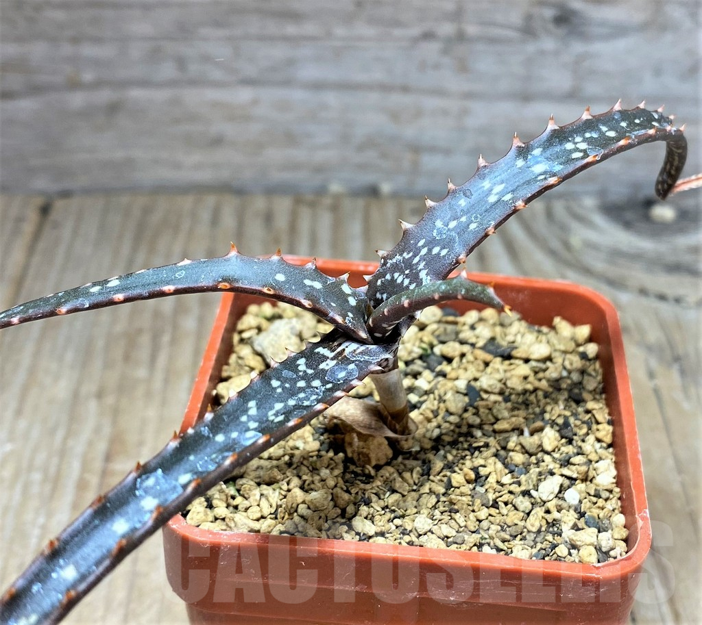 SHPR25195 Aloe catengiana