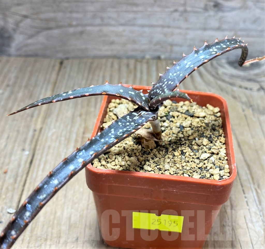 SHPR25195 Aloe catengiana - Imagen 2