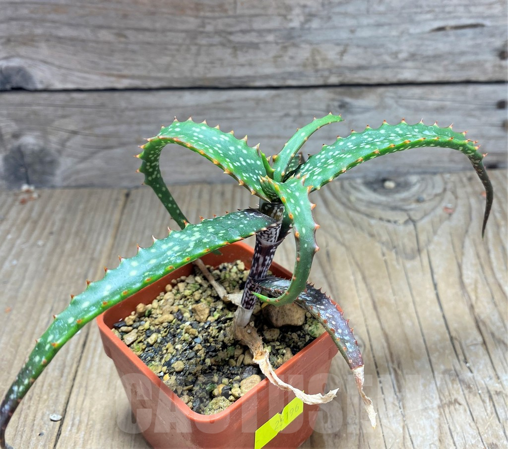 SHPR25196 Aloe catengiana - Image 2