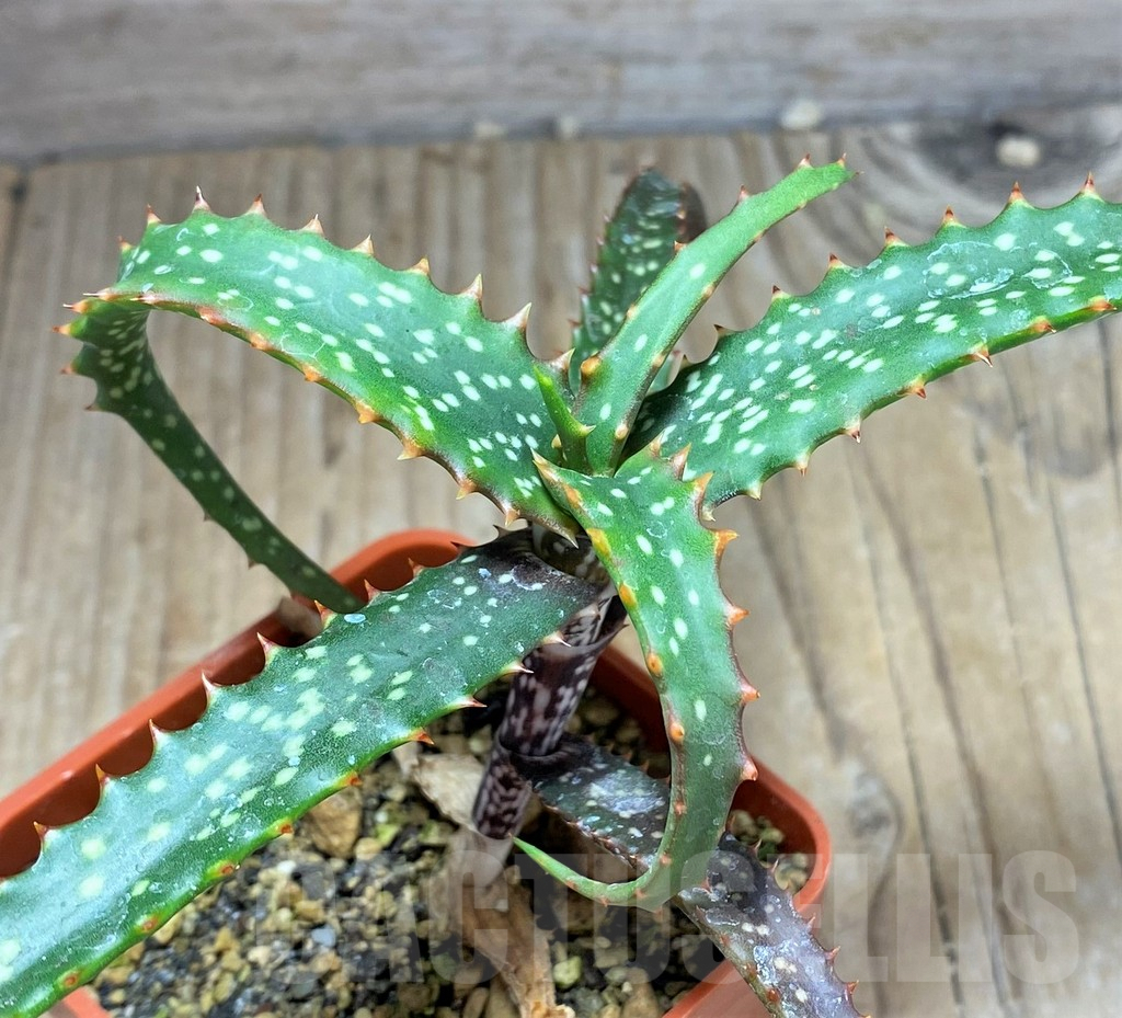 SHPR25196 Aloe catengiana