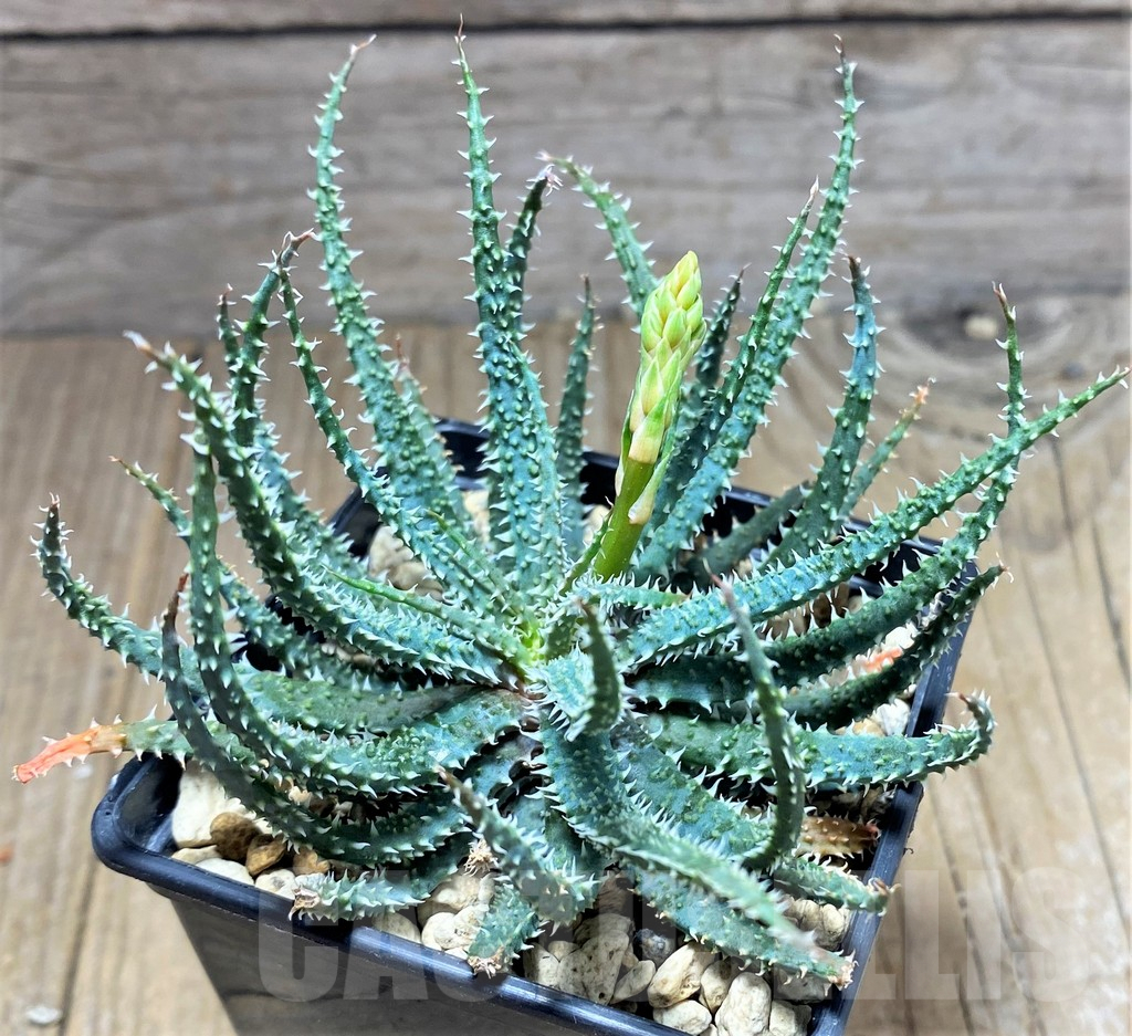 SHPR25198 Aloe parvula - Image 2