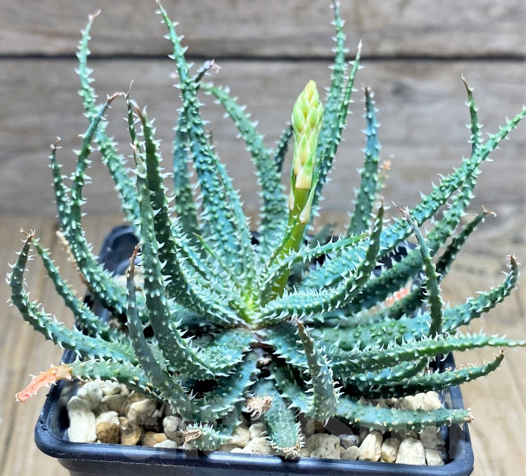 SHPR25198 Aloe parvula