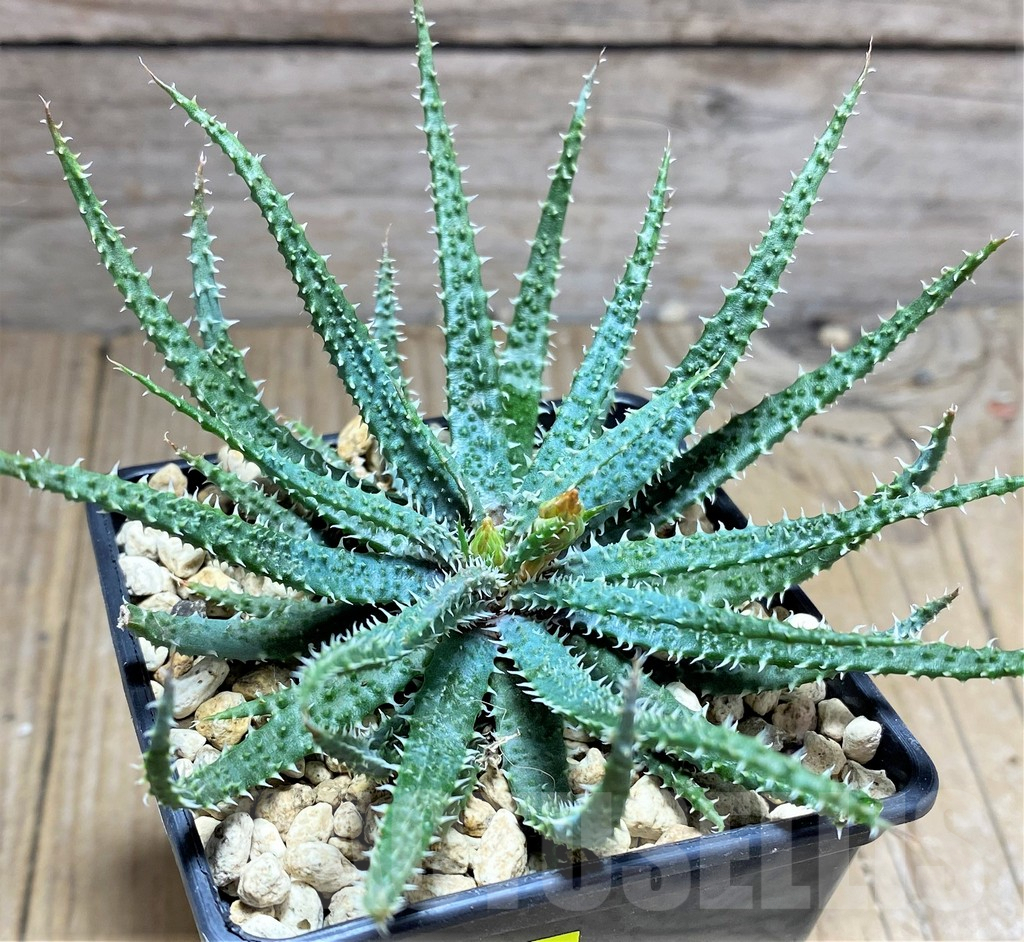 SHPR25199 Aloe parvula