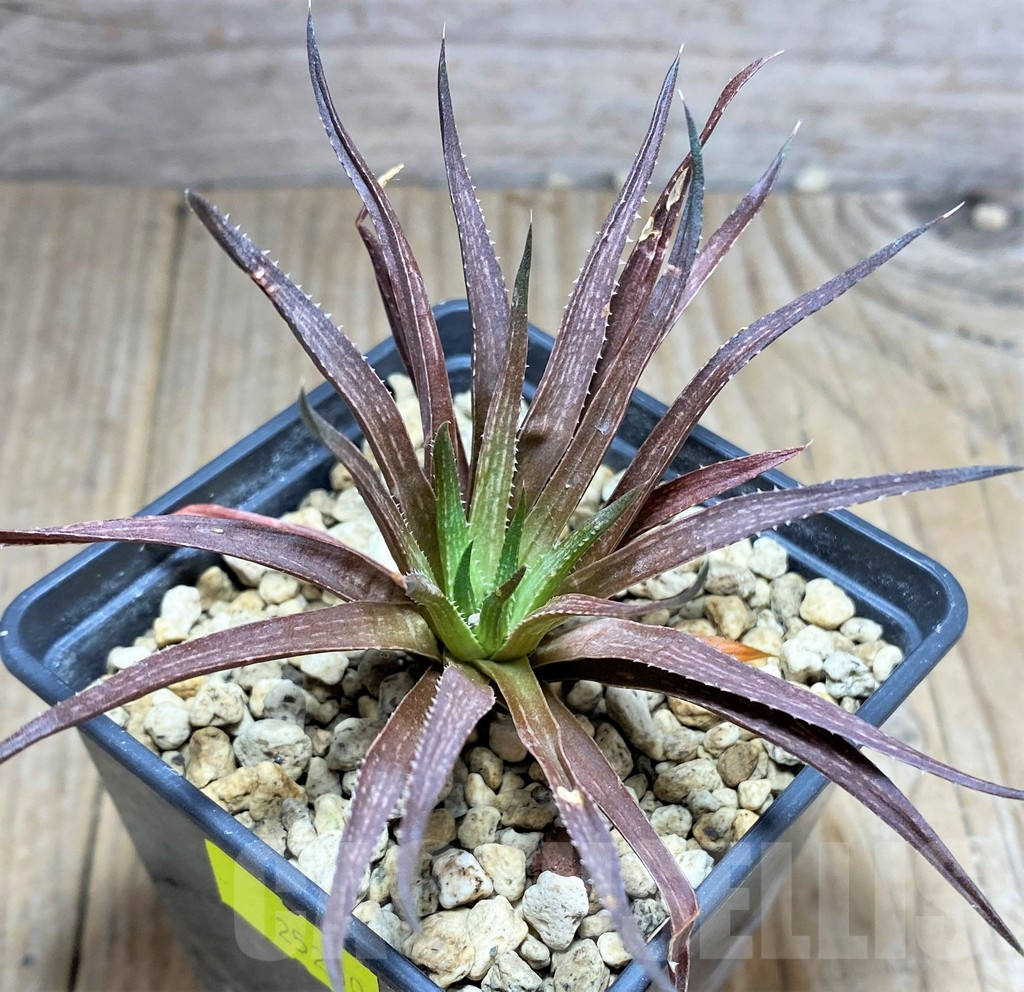 SHPR25200 Haworthia bronkhorstii