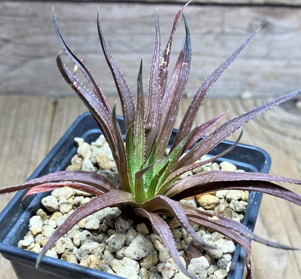SHPR25200 Haworthia bronkhorstii - Image 2