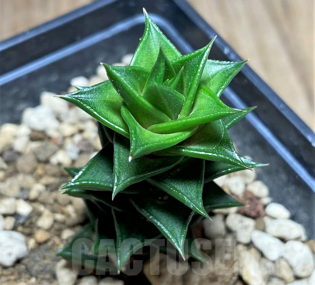 SHPR25201 Astroloba foliolosa -Willowmore-Somerset East-