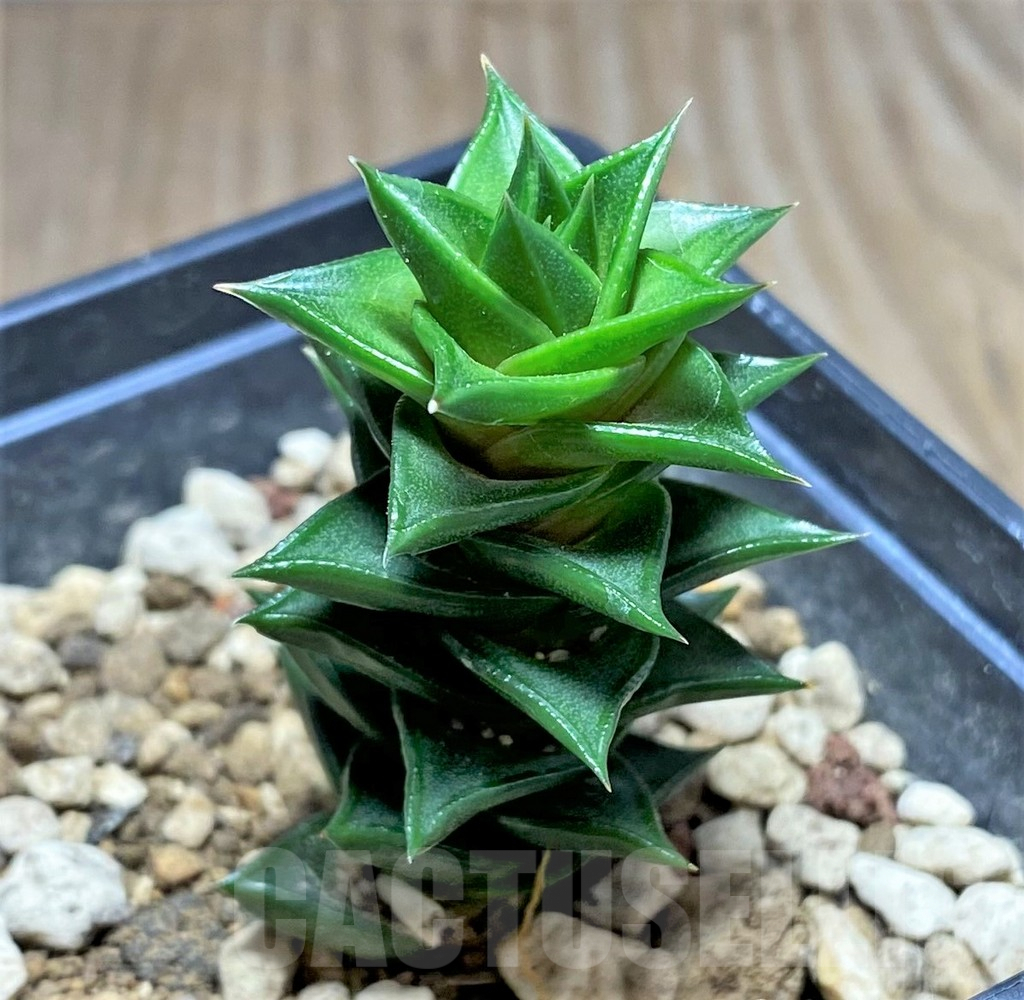 SHPR25201 Astroloba foliolosa -Willowmore-Somerset East- - Зображення 2