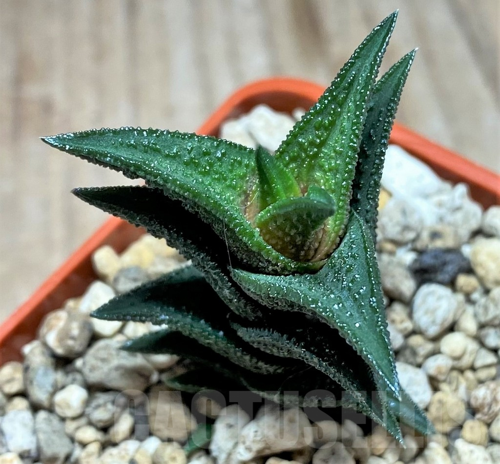 SHPR25202 Haworthia nigra -Thomas River- - Зображення 2