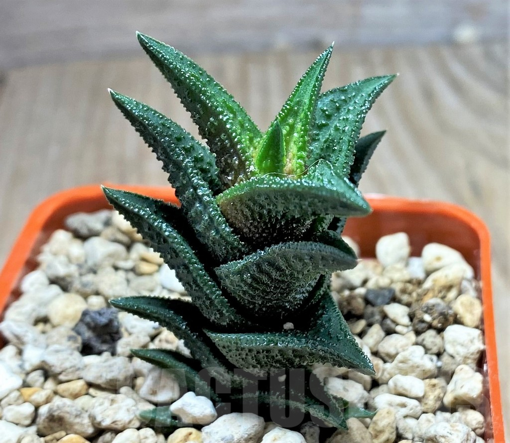 SHPR25202 Haworthia nigra -Thomas River-