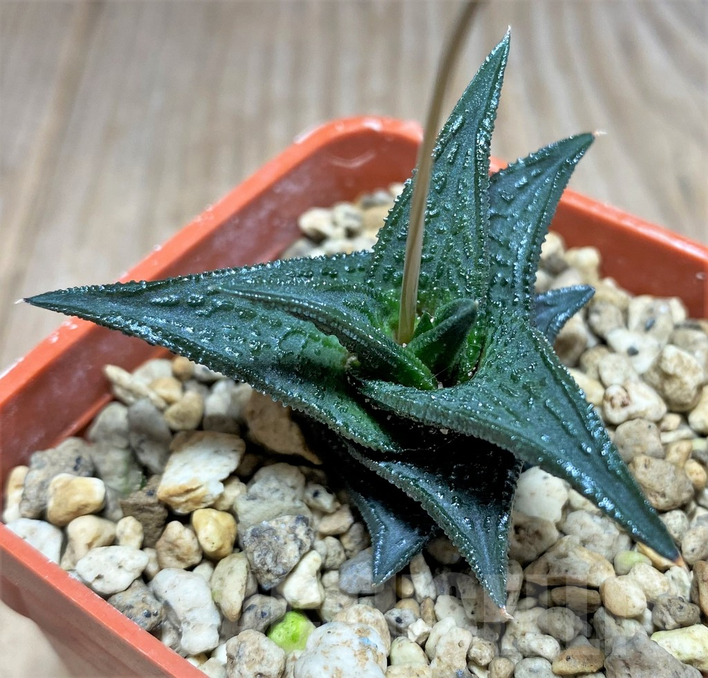 SHPR25203 Haworthia nigra, ex Cok