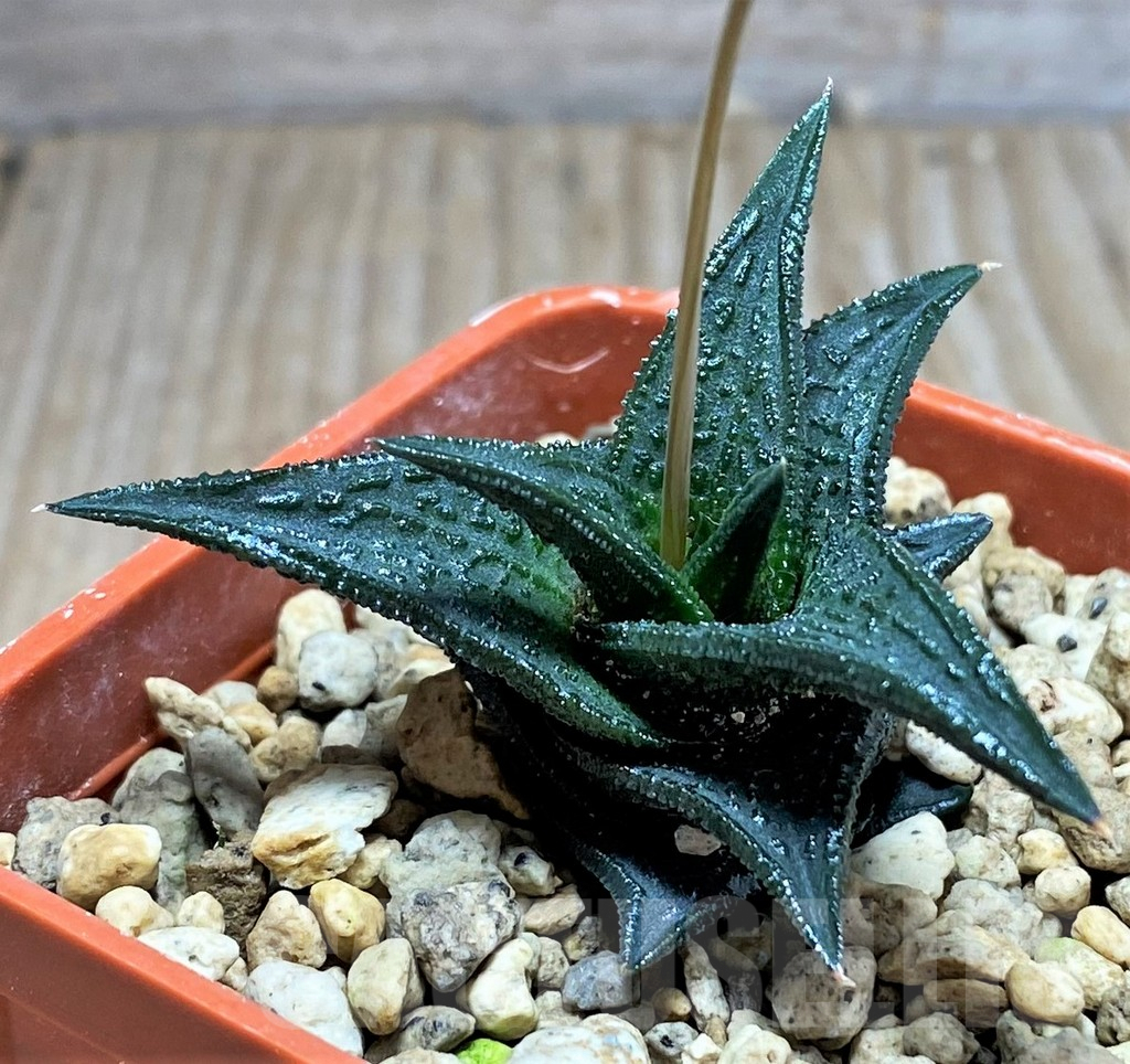 SHPR25203 Haworthia nigra, ex Cok - Зображення 2