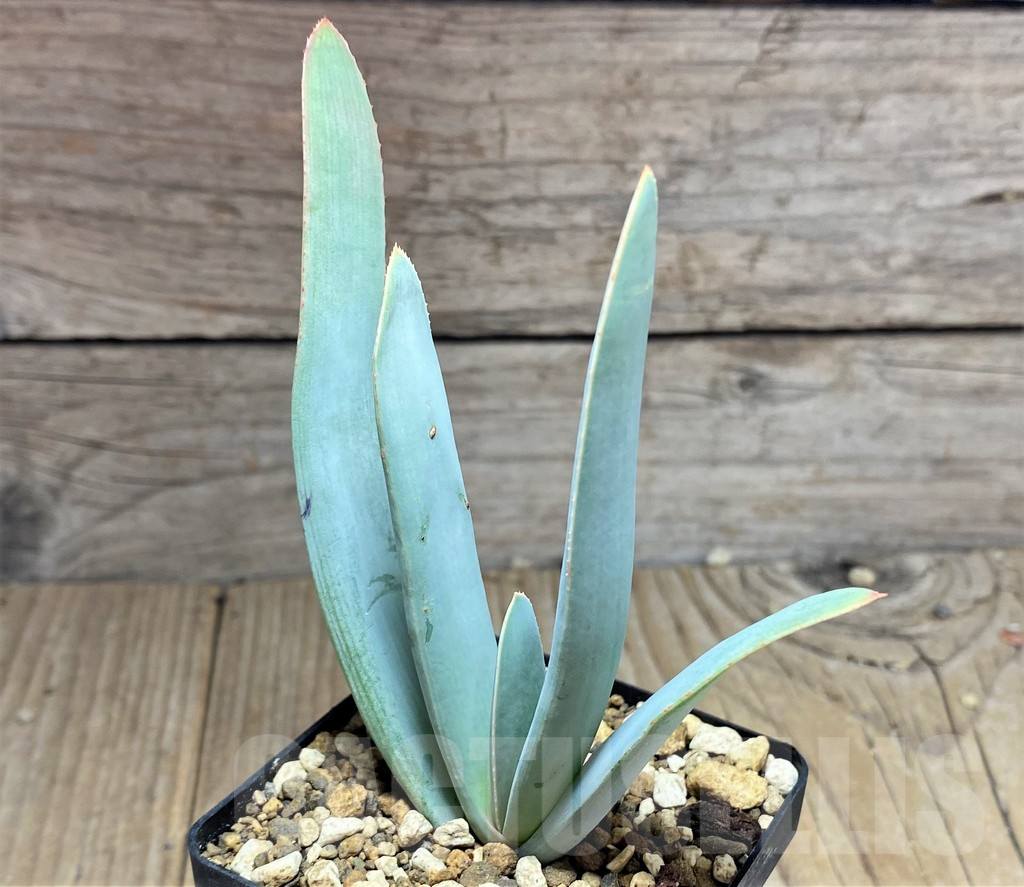 SHPR25208 Aloe plicatilis