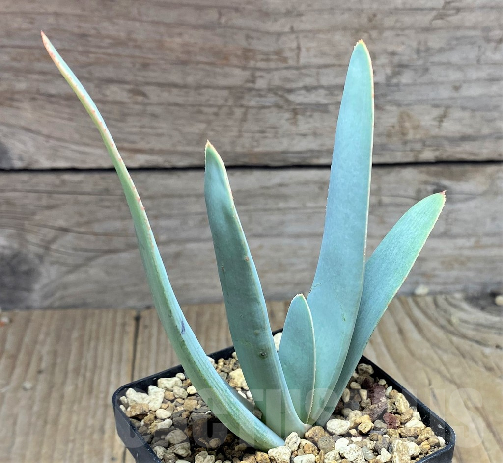 SHPR25208 Aloe plicatilis - Image 2