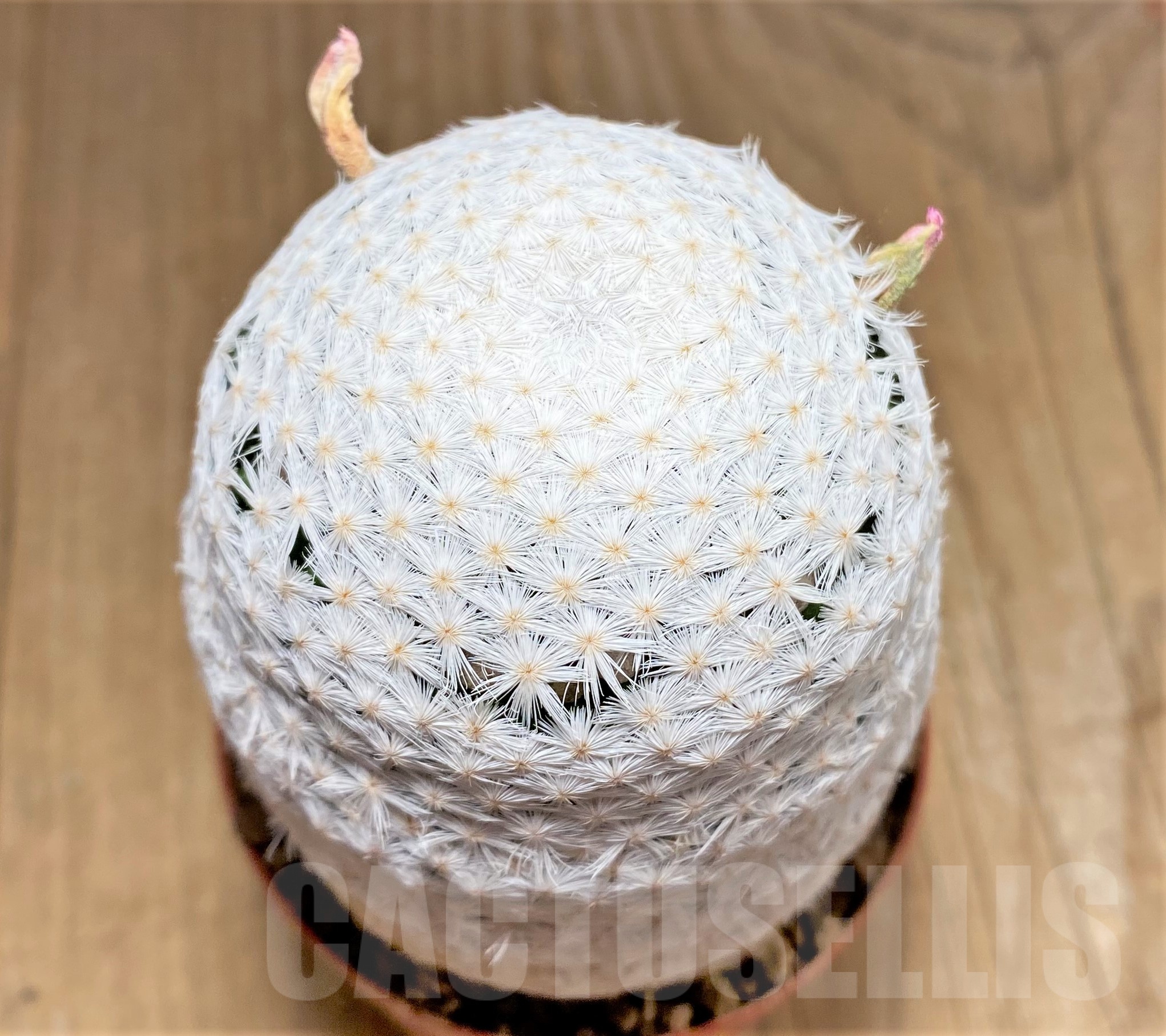 SHPR25230 Mammillaria herrerae RS 1325