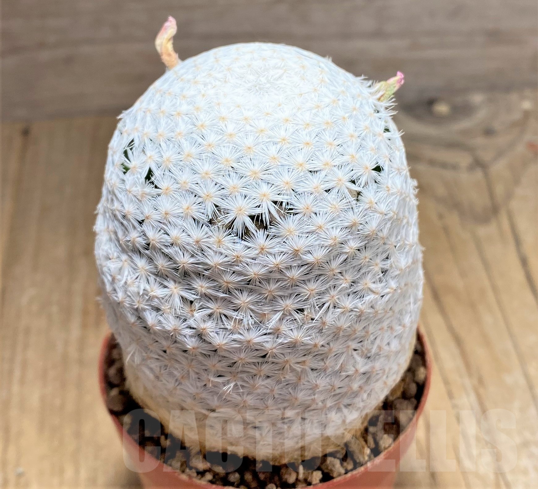 SHPR25230 Mammillaria herrerae RS 1325 - immagine 2