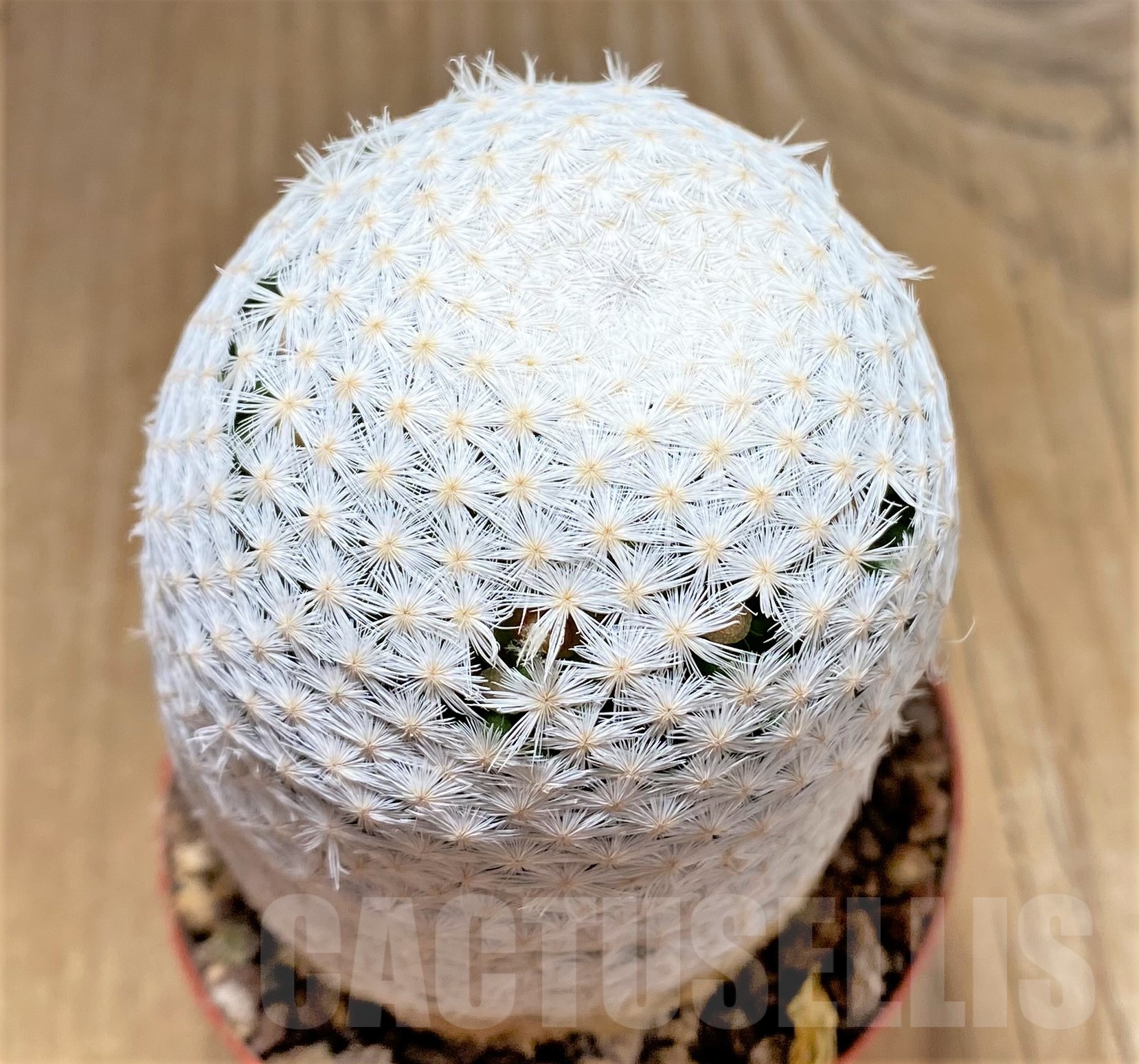 SHPR25231 Mammillaria herrerae RS 1325