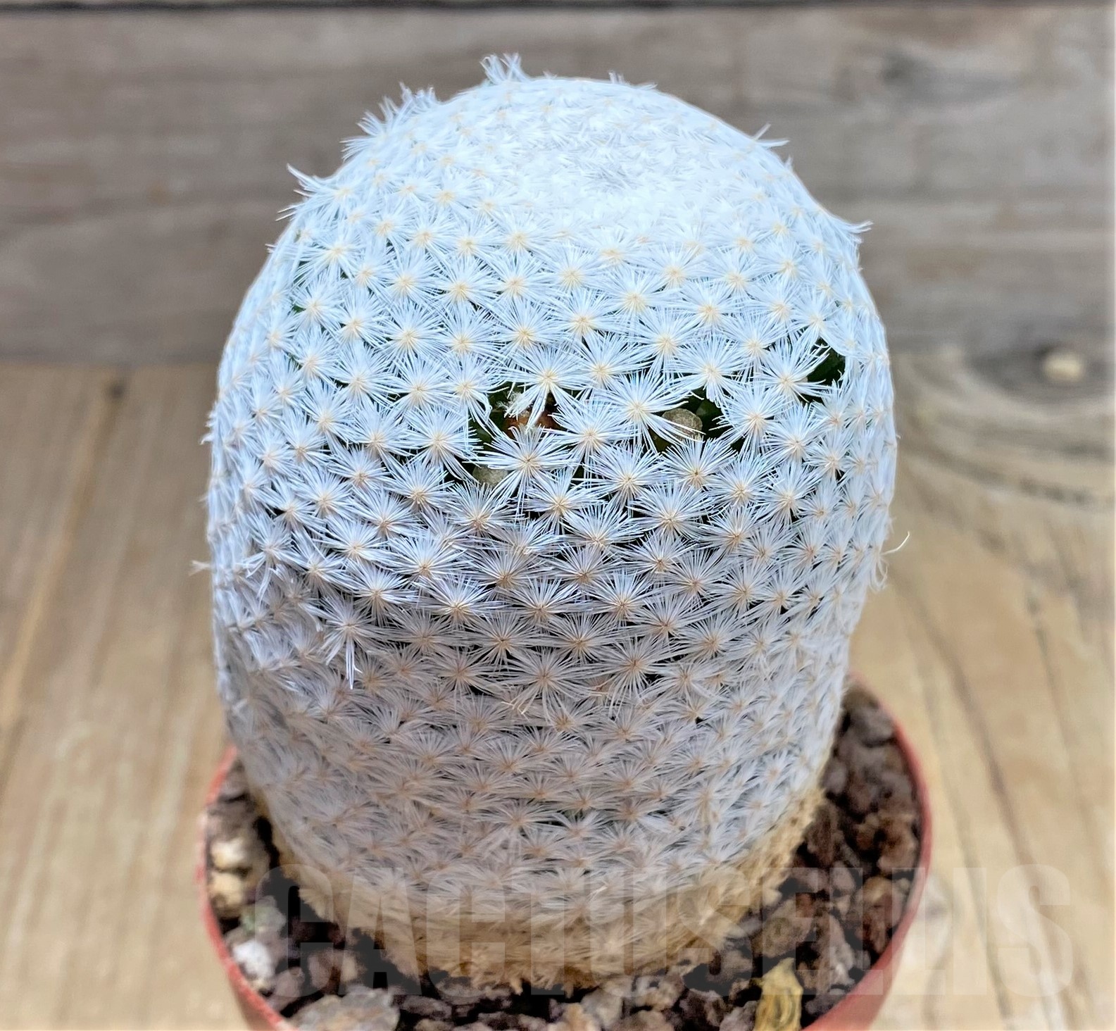SHPR25231 Mammillaria herrerae RS 1325 - immagine 2