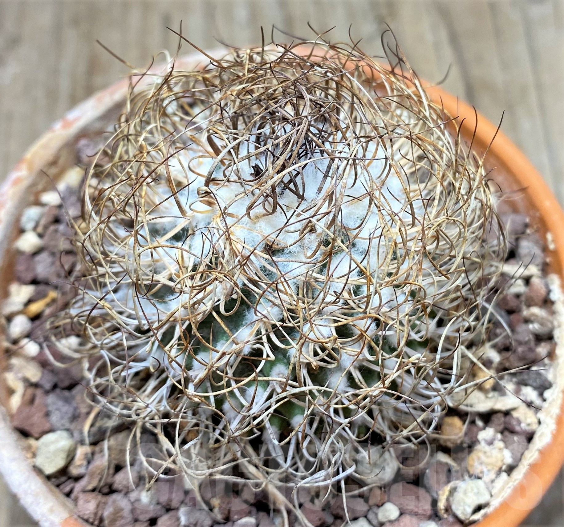 SHPR25236 Turbinicarpus krainzianus De Herdt 1965