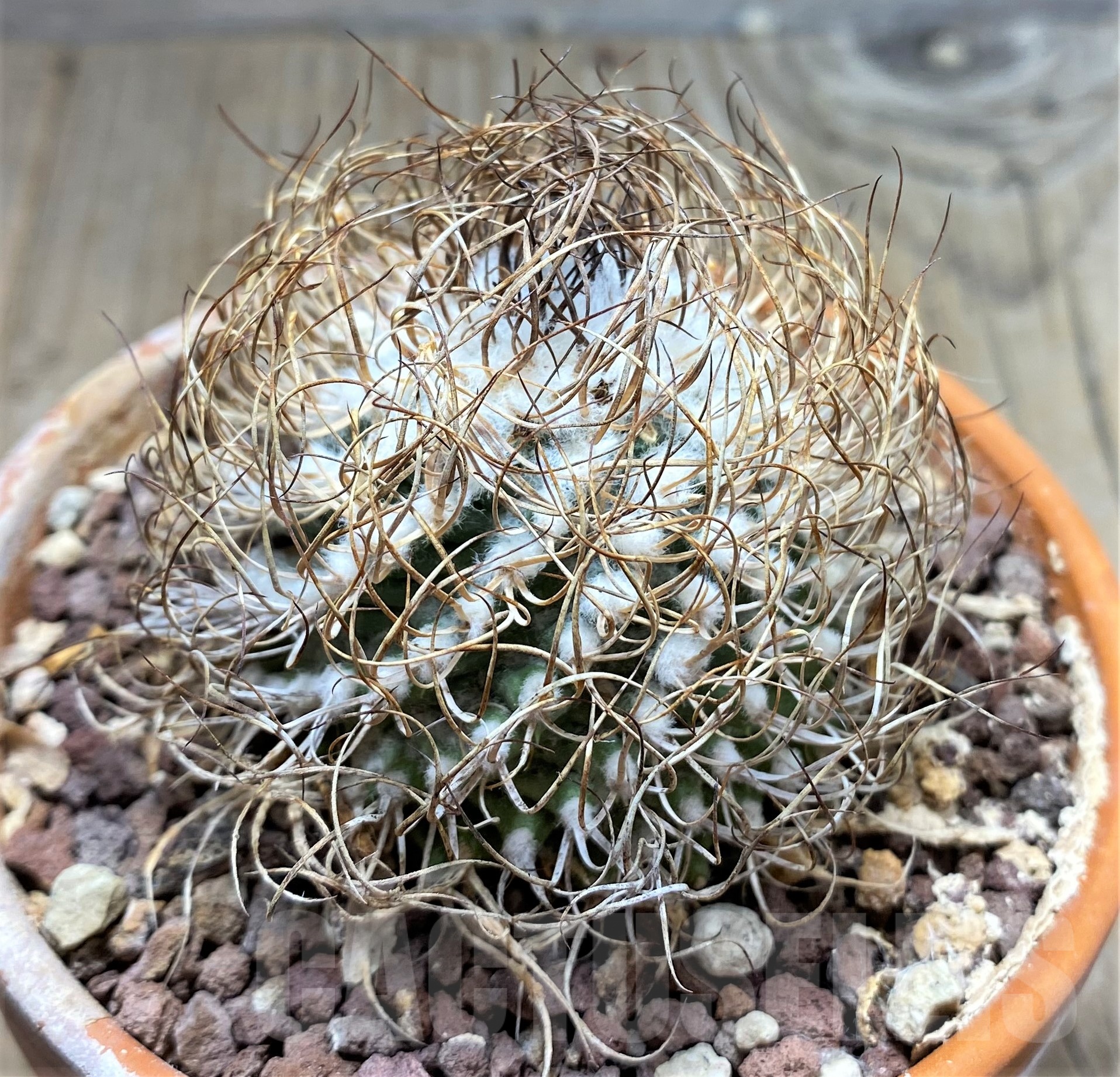 SHPR25236 Turbinicarpus krainzianus De Herdt 1965 - Image 2