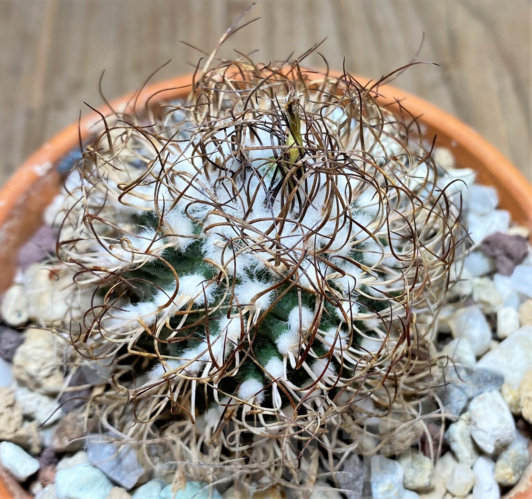 SHPR25237 Turbinicarpus krainzianus De Herdt 1965