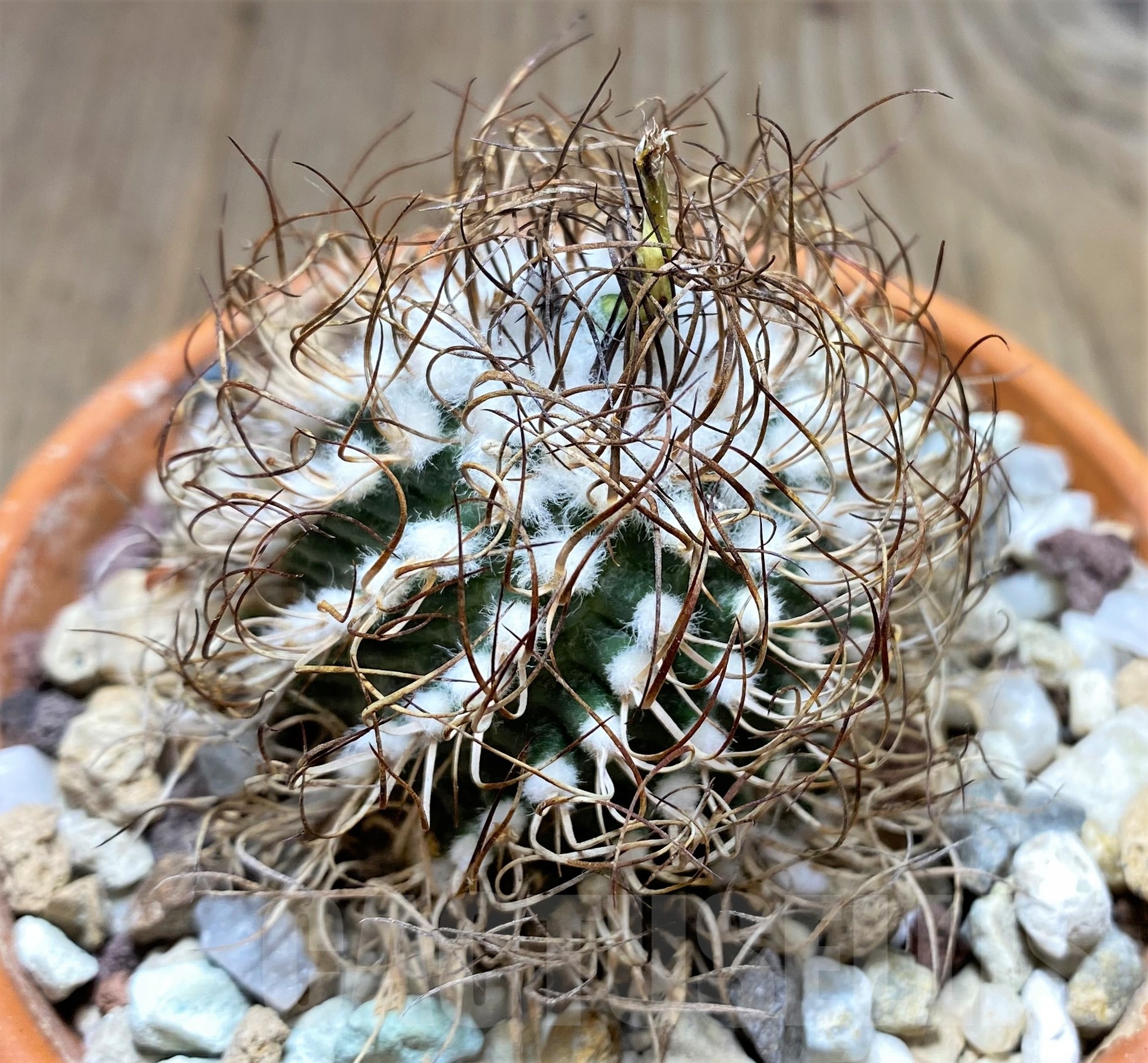 SHPR25237 Turbinicarpus krainzianus De Herdt 1965 - Image 2