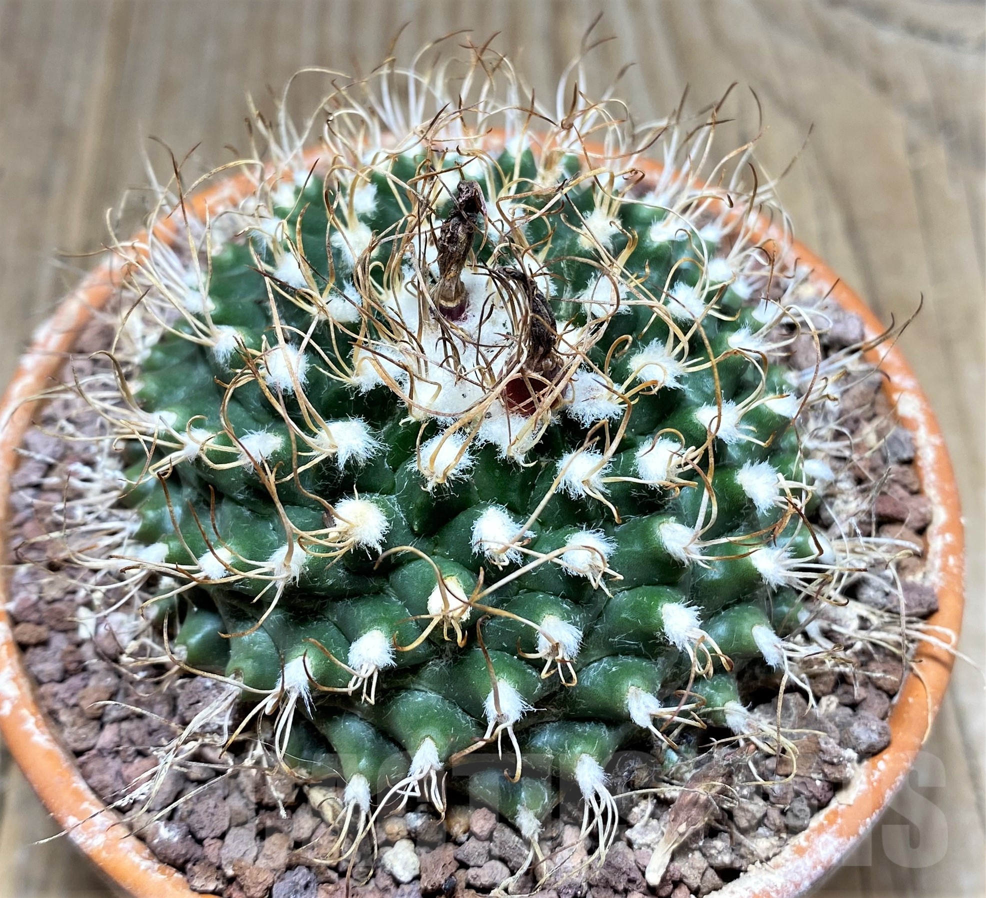 SHPR25238 Turbinicarpus schmiedickeanus ssp. lausseri MH 490 - Image 2