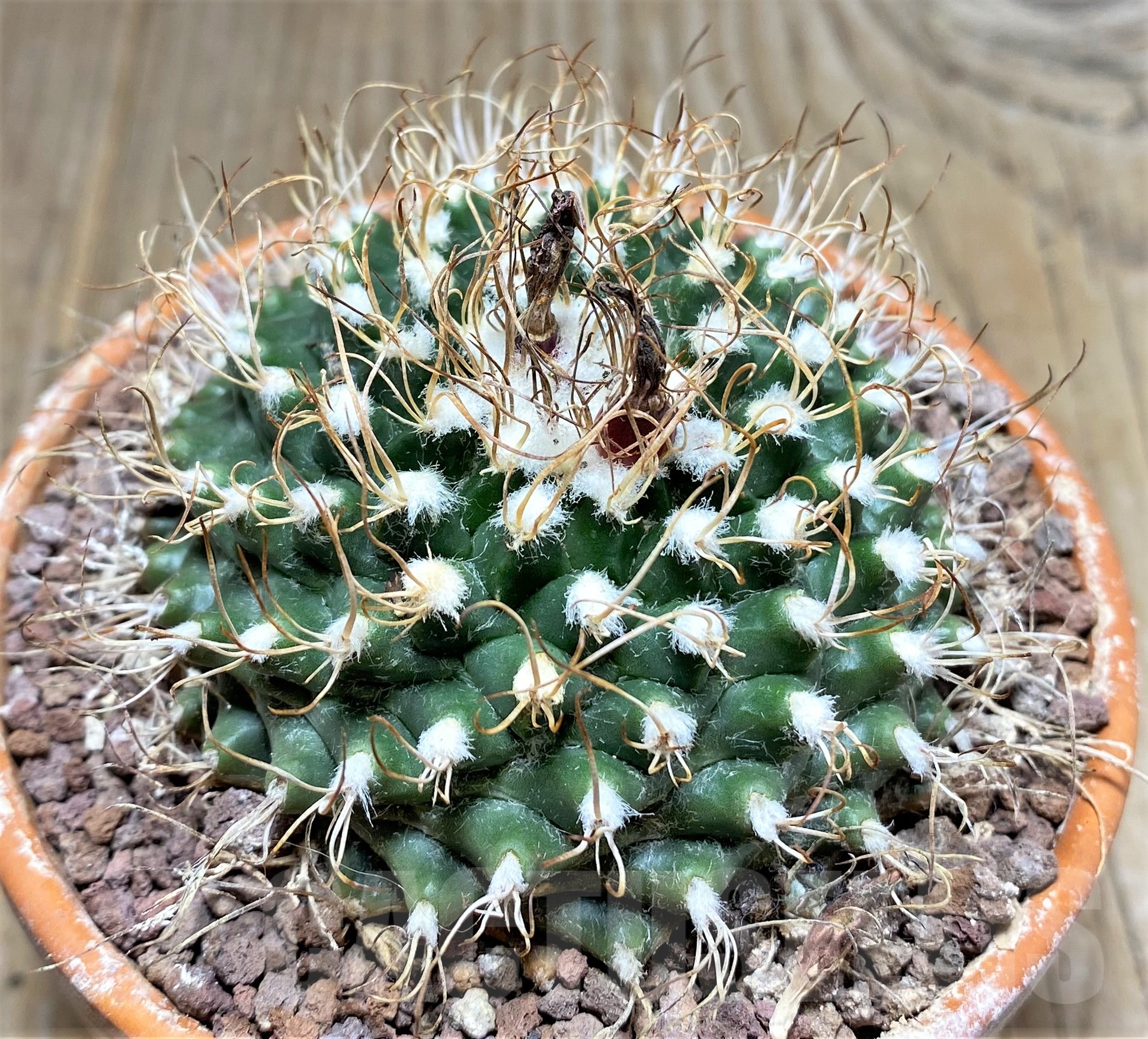 SHPR25238 Turbinicarpus schmiedickeanus ssp. lausseri MH 490