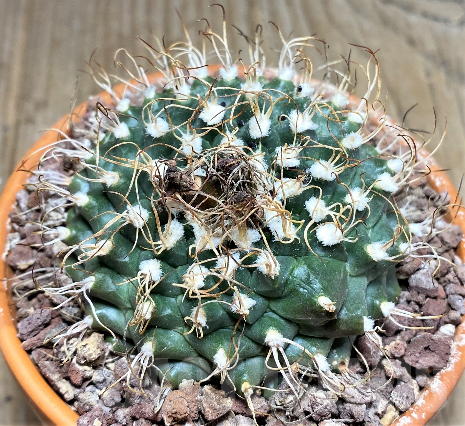SHPR25239 Turbinicarpus schmiedickeanus ssp. lausseri MH 490 - Зображення 2