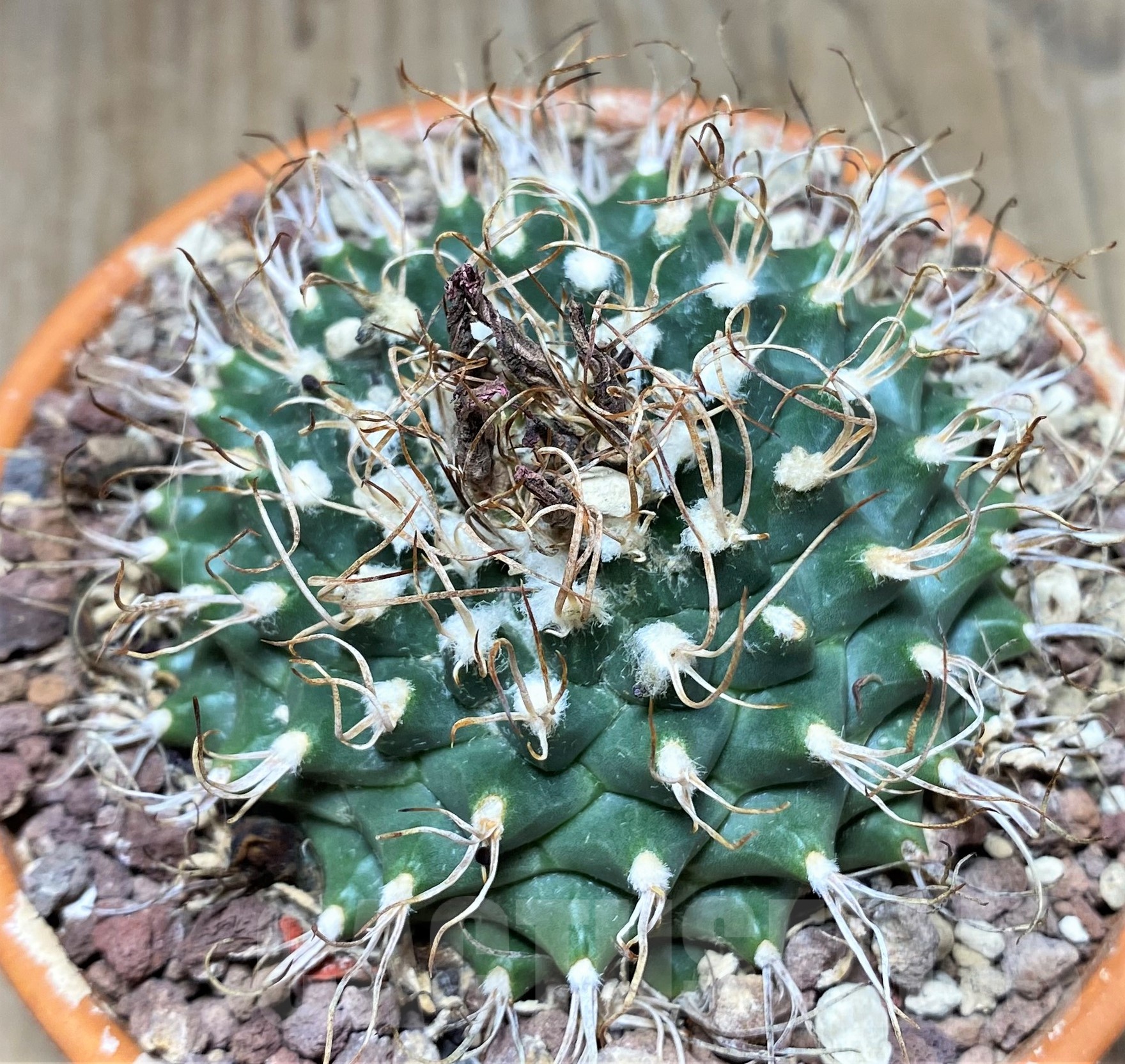 SHPR25240 Turbinicarpus schmiedickeanus ssp. lausseri MH 490 - Image 2