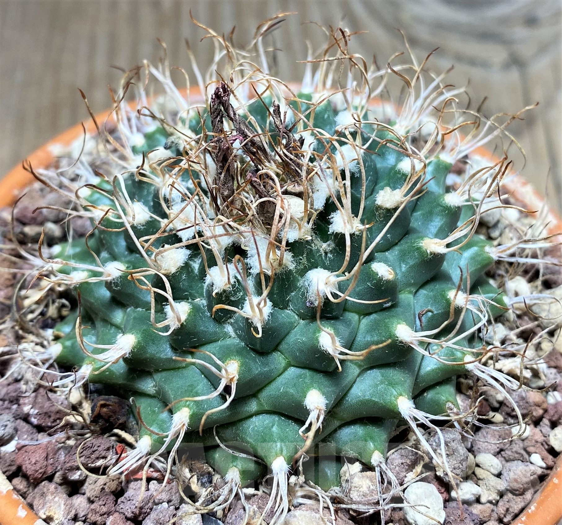 SHPR25240 Turbinicarpus schmiedickeanus ssp. lausseri MH 490