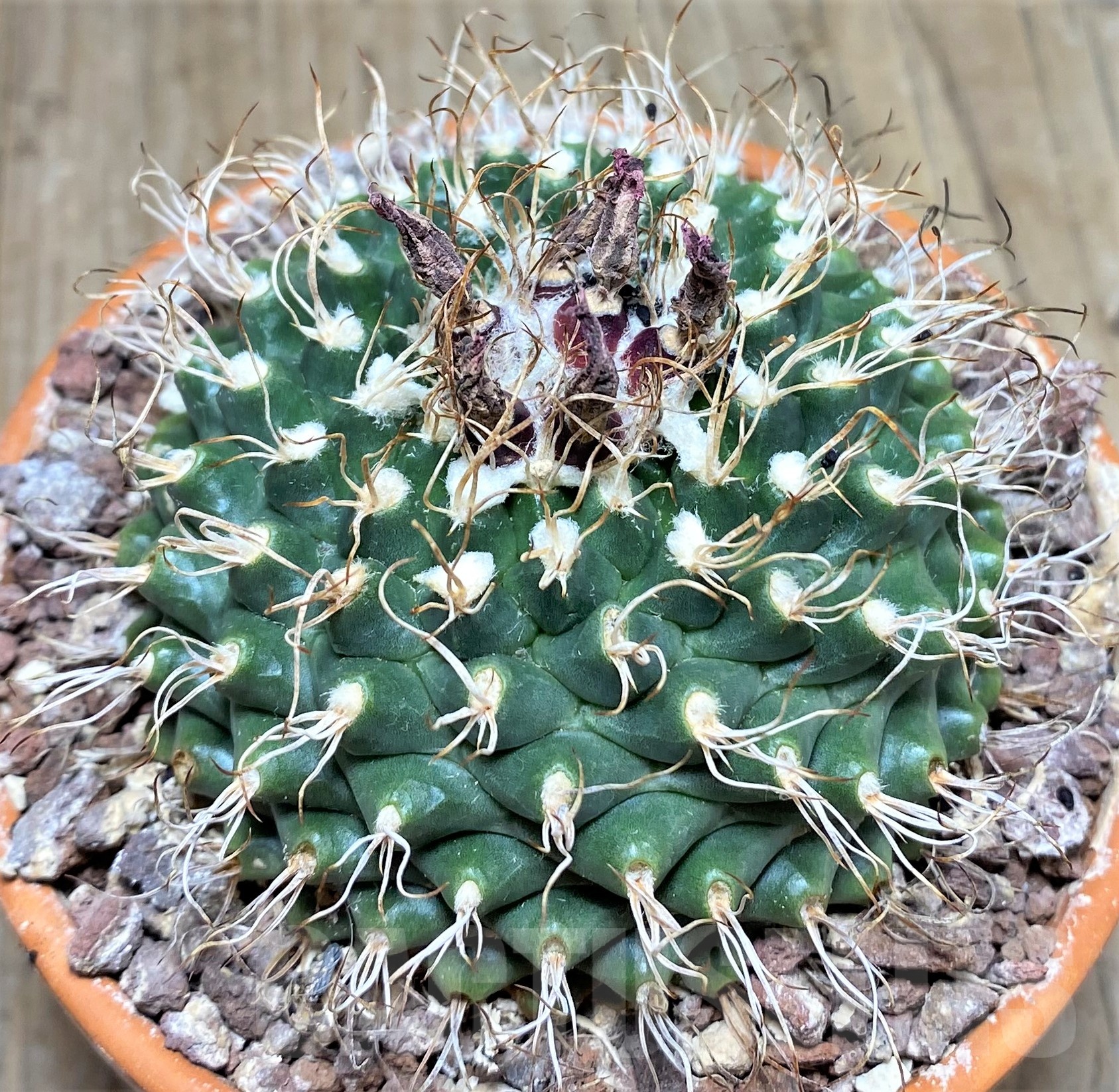 SHPR25241 Turbinicarpus schmiedickeanus ssp. lausseri MH 490