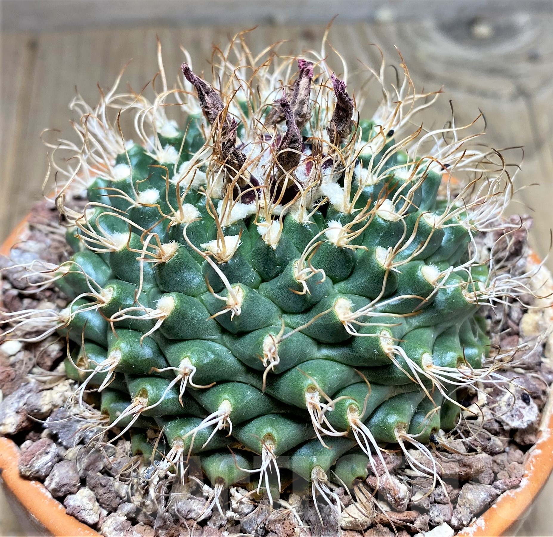 SHPR25241 Turbinicarpus schmiedickeanus ssp. lausseri MH 490 - Image 2