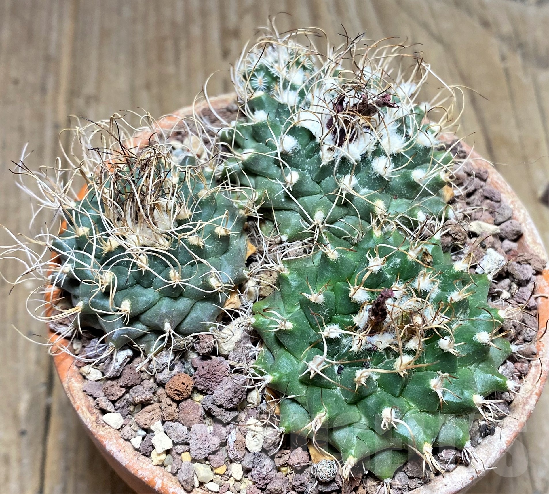 SHPR25242 Turbinicarpus schmiedickeanus ssp. lausseri MH 490, 3 plants